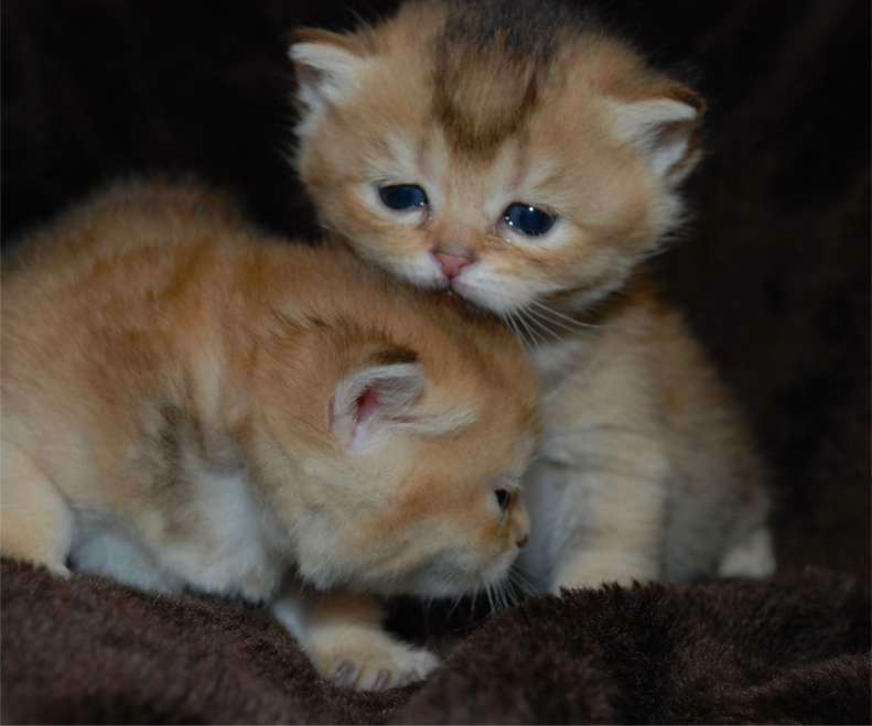 Of Golden Flame, British Shorthair Zucht in golden und bluegolden