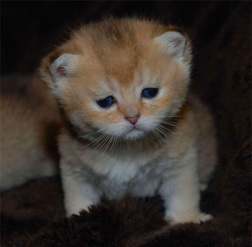 Of Golden Flame, British Shorthair Zucht in golden und bluegolden