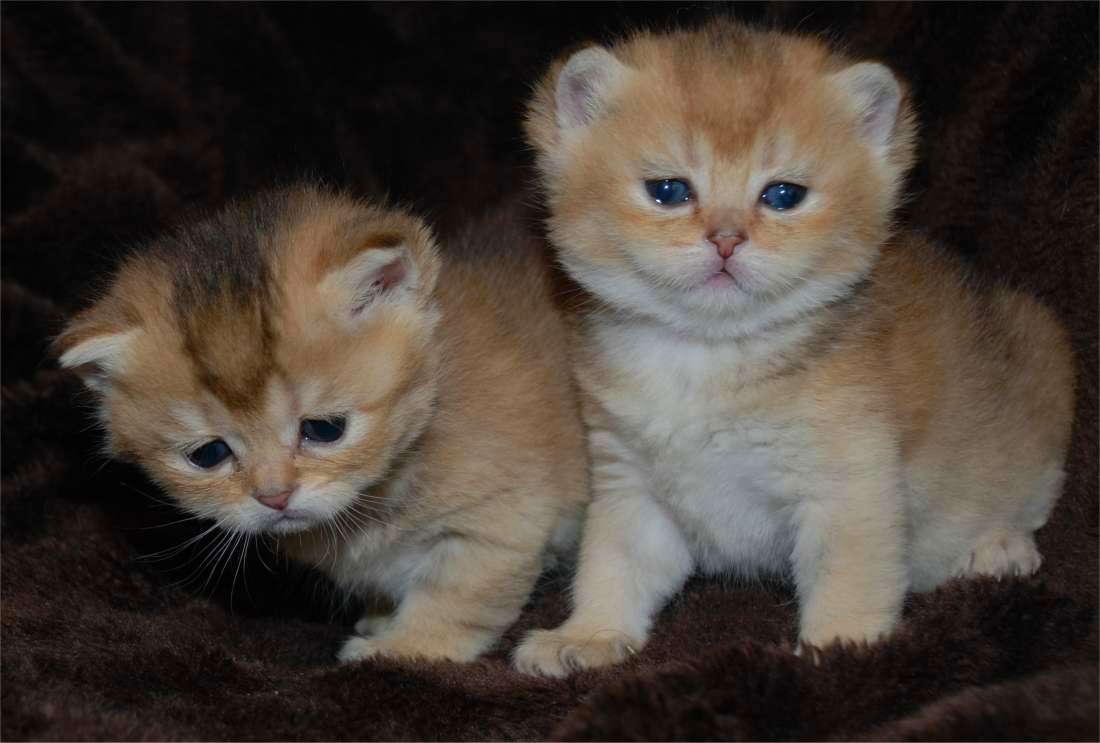 Of Golden Flame, British Shorthair Zucht in golden und bluegolden